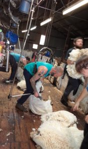 sheep shearing shearer hard at work