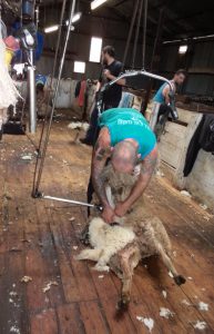 sheep shearing shearer shearing
