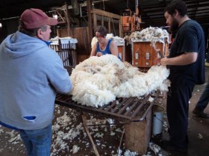 sheep shearing wool classers