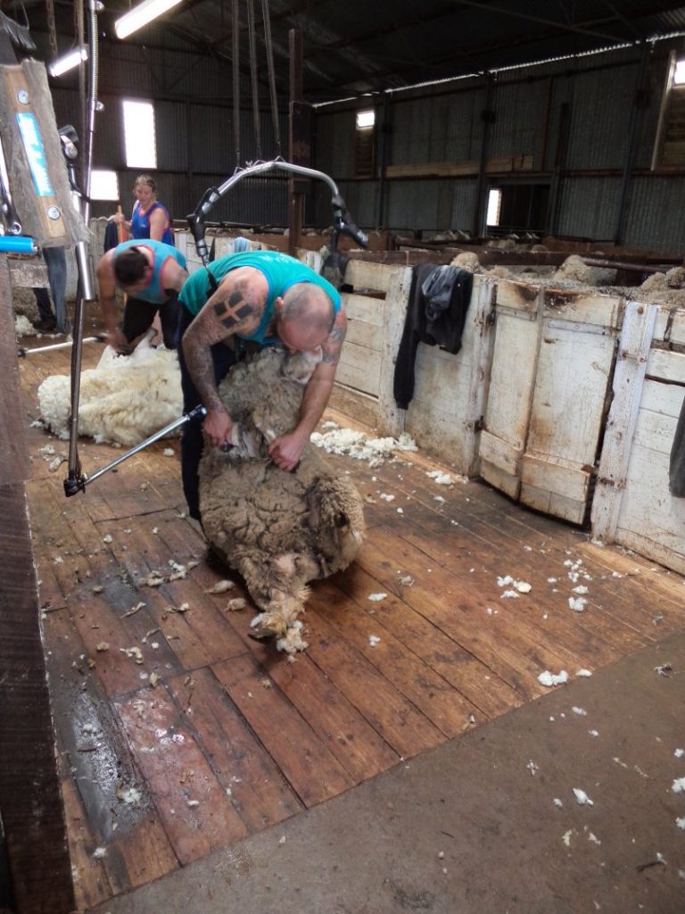 sheep shearing shearer shearing a sheep