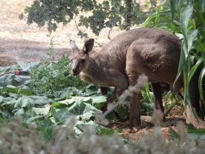 kangaroo under sprinker