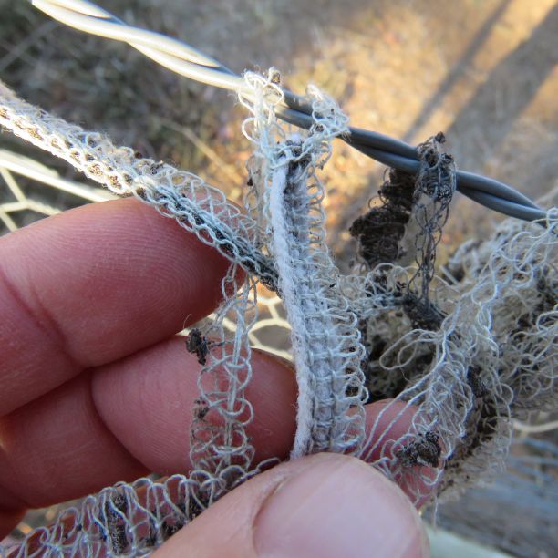 The remains of a cotton t-shirt which had synthetic thread and label, showing a close up of the overlocking.