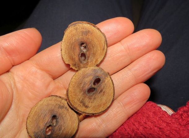 Wooden buttons made from a tree branch.