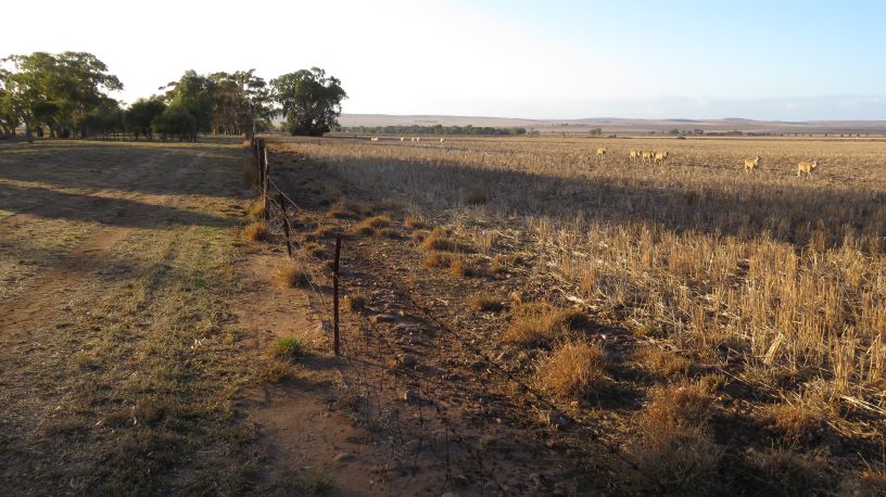 Hummocks sheep station.